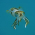 Chromatophores on point with this juvenile reef squid