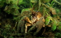 Crab Boschmolenplas Panheel