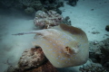 Blue Spotted Ray f4, 1/320 Sony RX100, Sea Dragon 2300