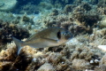 Gilt head sea-breams are the true kings of the Mediterranean!