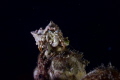 During nightdive, I wasn't going for crab's but couldn't resist this one on his throne. Taken with Nikon 1 camera.