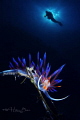 This photo has been taken during UW Shootout Turkey Championship without any post processing or Photoshop editing. It was created with two capture on camera under the water by Image overlay function.
