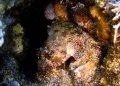 A really beautiful juvenile stone fish