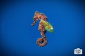 Found these two floating below the dive boat while I was coming up from a dive. The juvenile filefish looks like the wings of the seahorse, making it an underwater pegasus