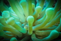 Giant Anemone