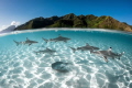 Sharks and rays cruising in the lagoon of Moorea
