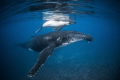 Whale and calf resting close to the reef to protect them from the predators. They allowed me to come very close during a long moment but they always keep an eye on me.