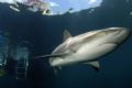 Alison Kemp of Stuart Cove's Fin Photo captured this Caribbean Reef shark near the surface. She shot this using the Nikon D70 in Sea & Sea housing with YS120 Strobe.