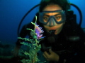 Nudibranch in Bodrum