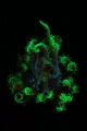 The Fluo Feder Star:
fluo night dive @ Tulamben (Bali)