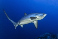 Delusions encounter with a drescher shark
Taken in October this year in Egypt on the Big Brother