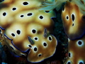 Hypselodoris so close that it can smell me with its pretty rhinophores