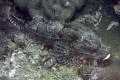 Scorpio Fish