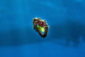 Seahorse curling itself around a juvenile Filefish which glows inside it with the diveboat in the background