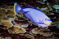 Vlaming's unicorn fish at cleaning station