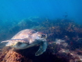 Turtle scavenging for food off La Jolla Shores