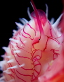 Ovulid face on a soft coral bush taken in a one knot current at approximately 80 feet.