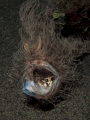 Yawning hairy frogfish