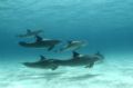 Phil Skeets of Stuart Cove's Fin Photo captured this pod of dolphins between dive sited in Nassau, Bahamas. D70 with Sea & Sea housing and YS120 Strobes were used.