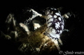 RACING NUDIBRANCH / EENTJE OP  7METER GENOMEN IN SAFAGA /WATER 28 GRADEN BOVEN WATER DIK 36 GRADEN