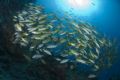 School of fish at Steve's Bommie on the Ribbon Reefs.
