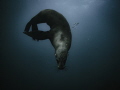 The Contortionist.
Australian fur seal poses for the camera.