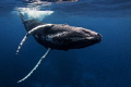 Humpback whale @ Silverbank