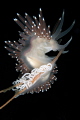 Flabellina laying egg's in the Fjords of Norway.