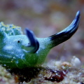 Elysia diomedea
