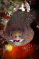 Goldentail Moray smiles for the camera