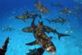 Sally D Thomson of Stuart Cove's Fin Photo got this shot of Caribbean Reef sharks off the back of the boat in Nassau, Bahamas. Nikon D70 with Sea & Sea housing was used. Natural Light