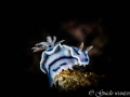 deze Chromodoris willanieze heb ik genomen tijdens een fotoworkshop van ELs en Brumo in Anilao
