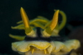 Chromodoris Elisabethina Nudi taken at Lembeh, Sulawesi