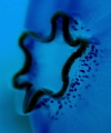 Tunicate Trumpet
