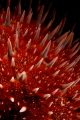 Crown of Thorns