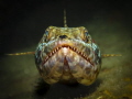lizardfish was laying on a piece of a wreck, I could only take one picture.