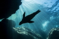 A sea lion is soaking up the sun in LaPaz, Mexico