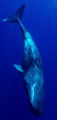 Sperm Whale Diving