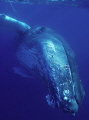 Hovering Humpback