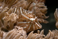 File fish behavior - camouflaged in its natural soft coral habitat