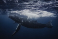 Joy.
Humpback calf frolics near the surface.