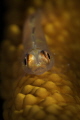 A small blenny on a wire coral in Anilao, Battangas