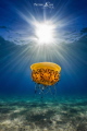 Meduse oeuf au plat