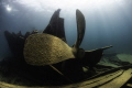 The City of Cleveland was a wooden steamer that sank during a snowstorm in 1901. I waited patiently on the seabed for this shot to come into focus as I had envisioned.