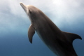 This young Atlantic spotted dolphin was so bold and curious as she ventured away from the pod to investigate me. It appears that she is swimming in the clouds, as the water swirls around her, sun beaming through.