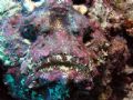 Well Stone me ! Pic taken at MAA GIRI Reef Kanuhura.