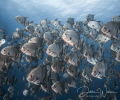 I encountered this large school of spade fish while ascending from the wreck of the CaribSea in North  Carolina and were quite tolerant of my presence.