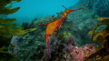 Weedy Sea Dragon