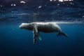 Humpback calf.