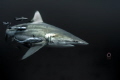 Black tip in the dark water of Aliwal Shoal